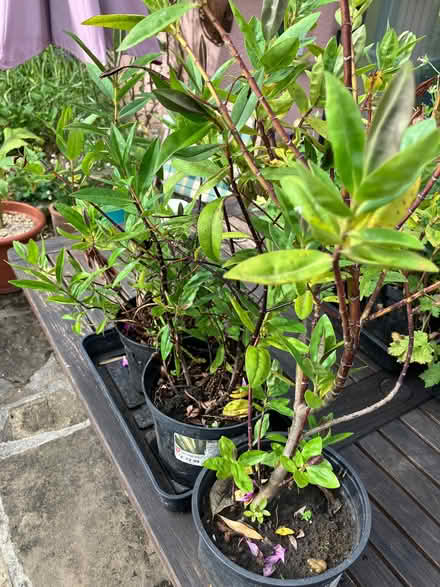 Photo of free Hebe plants x3 (Headington OX3) #1