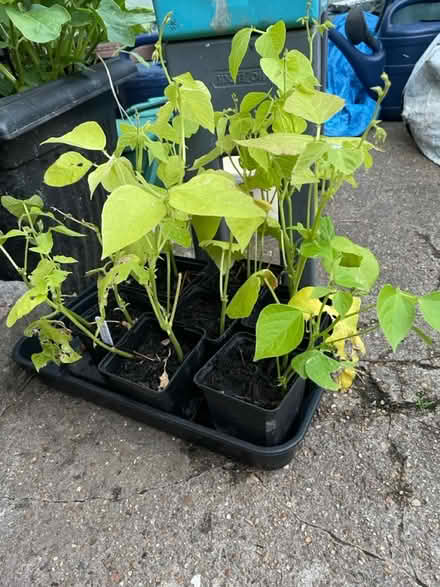 Photo of free Runner beans and plum tomatoes (TW3 area off central Avenue) #1