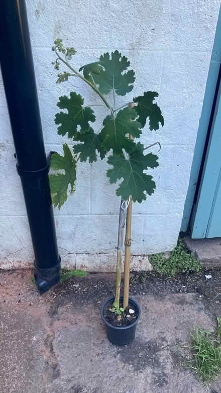 Photo of free Plume poppy (BA13) #1