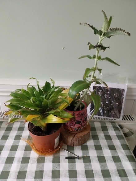 Photo of free House plants (Merseybank estate) #1