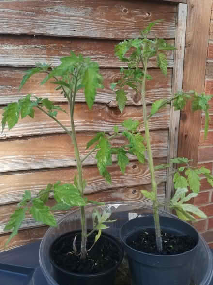 Photo of free 2 tomato plants (City Point DE24) #1