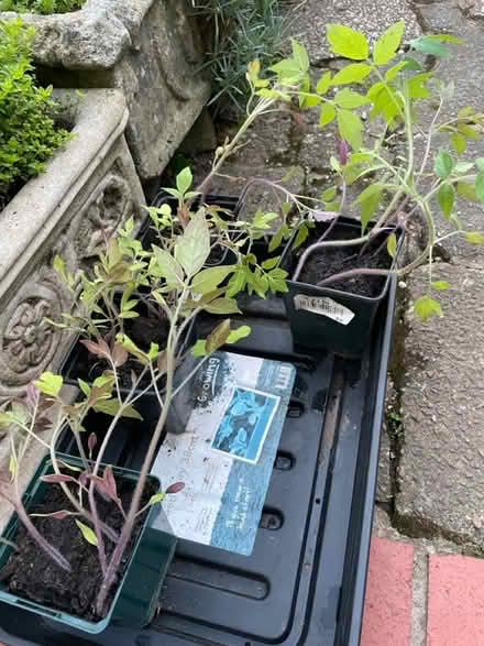 Photo of free Runner beans and plum tomatoes (TW3 area off central Avenue) #2