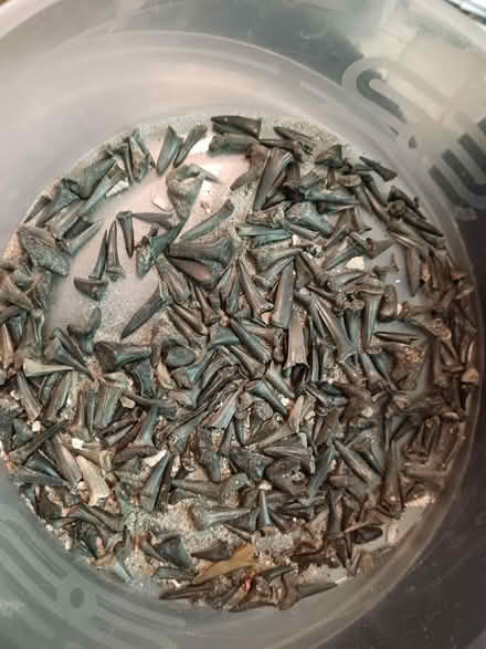Photo of free Shark teeth fossils (St. Stephen's CT2) #1