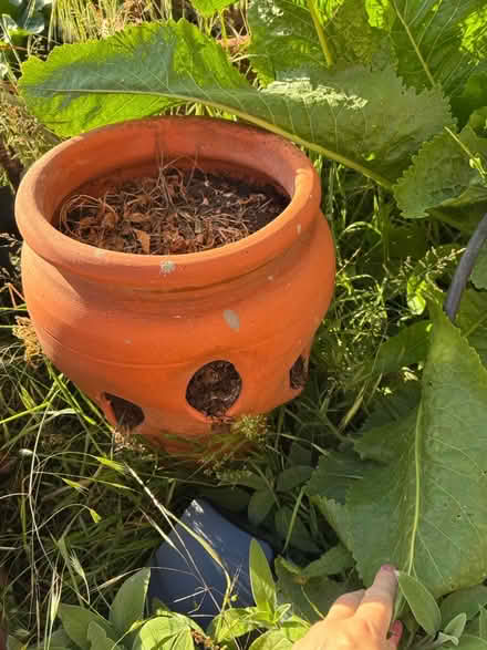 Photo of free Strawberry pots (Steeple, CM0) #2