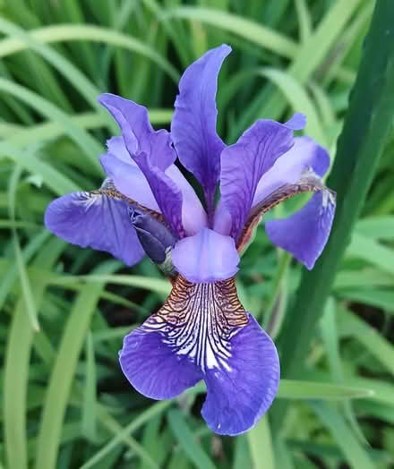 Photo of free Clumps of blue/purple iris (Bicester OX26) #2