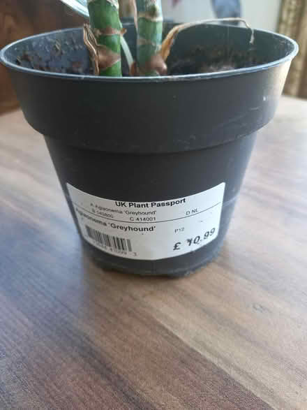 Photo of free Plant for rehoming (Didcot OX11) #2