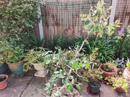 Photo of free Cotoneaster shrub (Stratford E15 4) #1