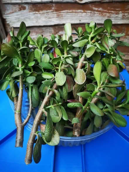 Photo of free Jade plant cuttings (City Point DE24) #1