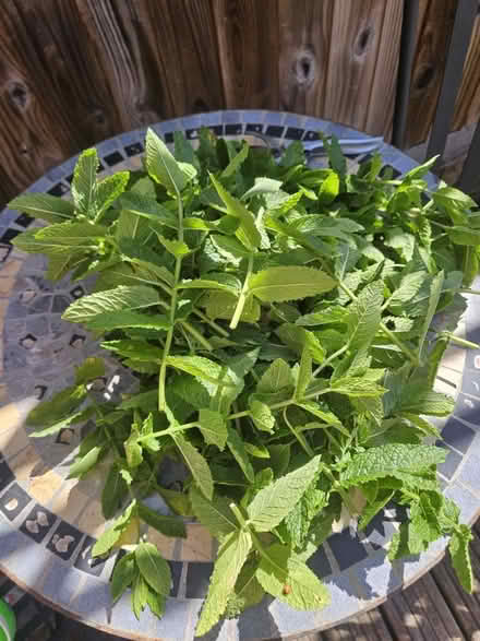Photo of free Fresh cut mint (Bracknell, RG12) #1