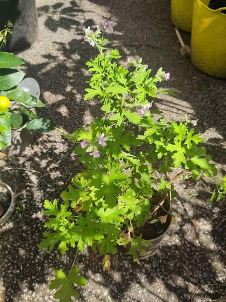 Photo of free Lemon scented pelargonium plant (L1 Liverpool City Centre) #1