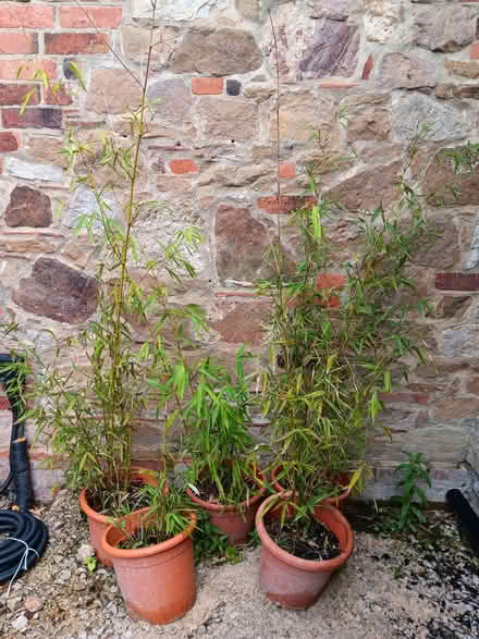 Photo of free Bamboo Plants x 5 (Ticknall DE73) #3