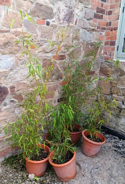 Photo of free Bamboo Plants x 5 (Ticknall DE73) #1
