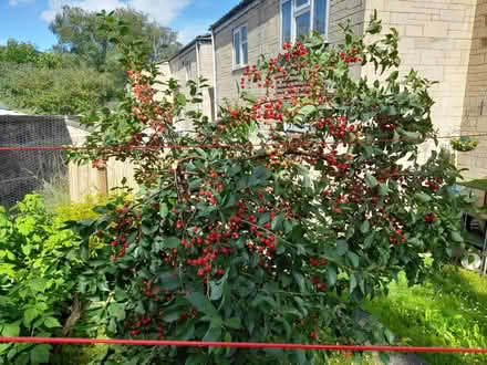 Photo of free Morello cherries (Larkhall, Bath BA1) #2