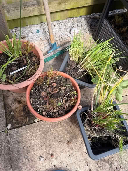 Photo of free Strawberry plants and chive clumps (Limeside OL8) #1