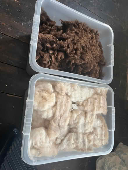 Photo of free Raw fleece for spinning (washed) (Llandrindod LD1) #1