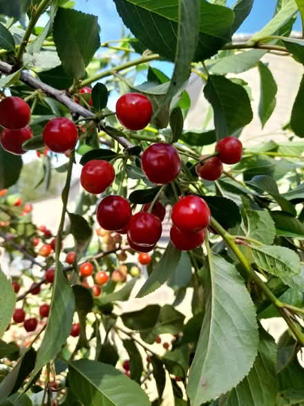 Photo of free Morello cherries (Larkhall, Bath BA1) #1