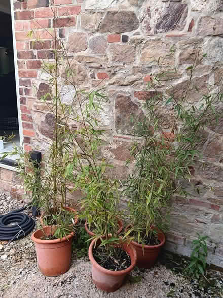 Photo of free Bamboo Plants x 5 (Ticknall DE73) #2