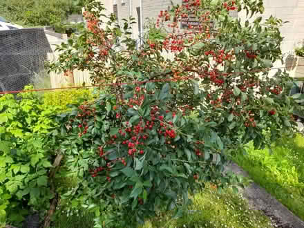 Photo of free Morello cherries (Larkhall, Bath BA1) #3