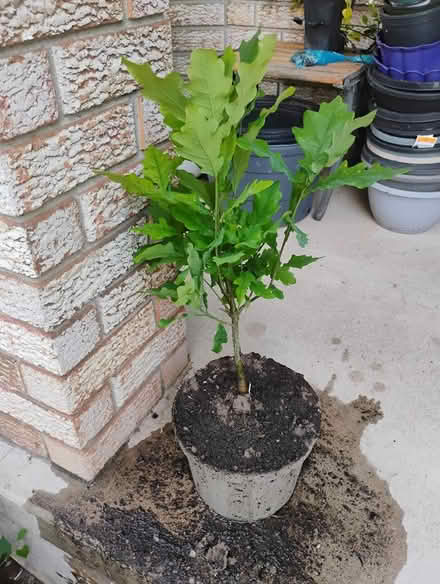 Photo of free Oak seedling, Westvale, Waterloo (Westvale, Waterloo) #1
