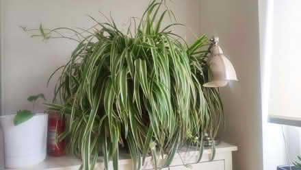 Photo of free Spider plant (Chislehurst BR7) #1