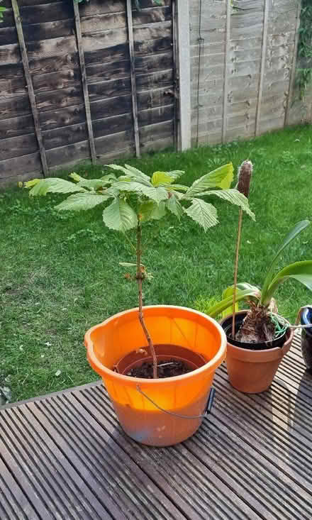 Photo of free Horse chestnut (Nobold SY3) #1