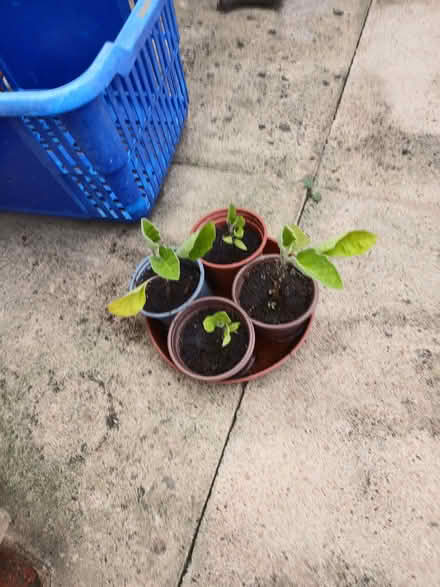 Photo of free 4 aubergine seedlings (Hertford SG13) #1