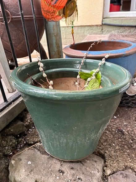 Photo of free Lots of garden pots (GL14) #3