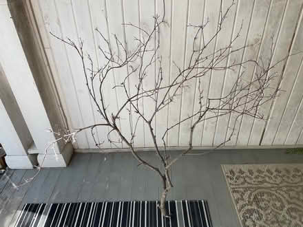 Photo of free Tree branch (Bloor Lansdowne) #1