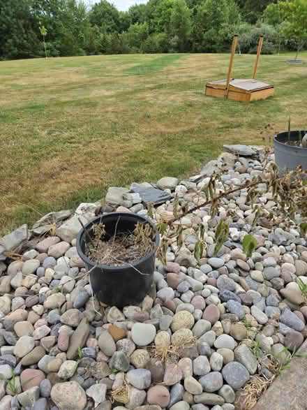 Photo of free Raspberry plant (Lagrange) #1