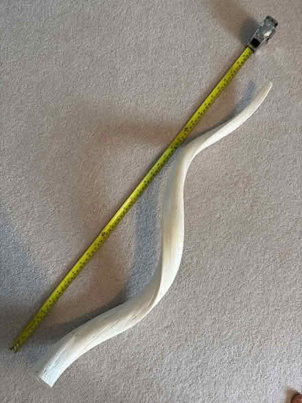 Photo of free Deer Horn (Aylesbury HP19) #1