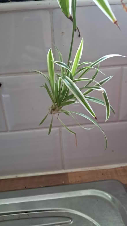 Photo of free Spider plant offshoots (Dublin) #1