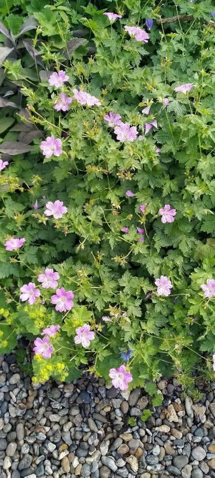 Photo of free Pink hardy geranium (Kennington OX1) #2