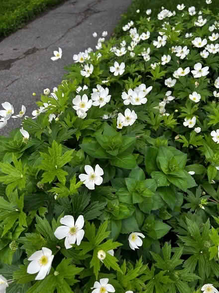 Photo of free Perennials (Elmvale Acres) #1