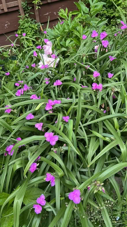 Photo of free Perennials (Elmvale Acres) #2