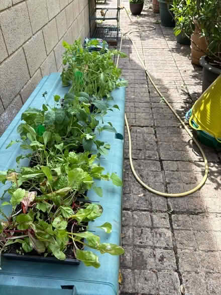 Photo of free Vegetable seedlings (Lyncombe BA2) #1
