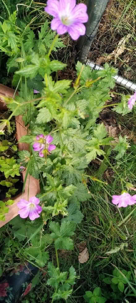 Photo of free Pink hardy geranium (Kennington OX1) #1
