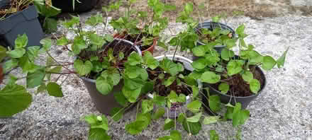 Photo of free Early dog violet plants (Harrogate HG2) #1