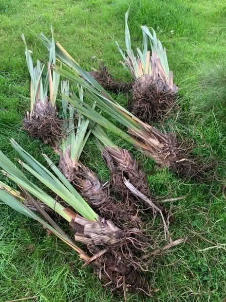 Photo of free Phormium Tenax (New Zealand Flax) (Wrington BS40) #2