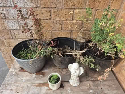 Photo of free Outdoor plants and pots (Meanwood ls7) #1