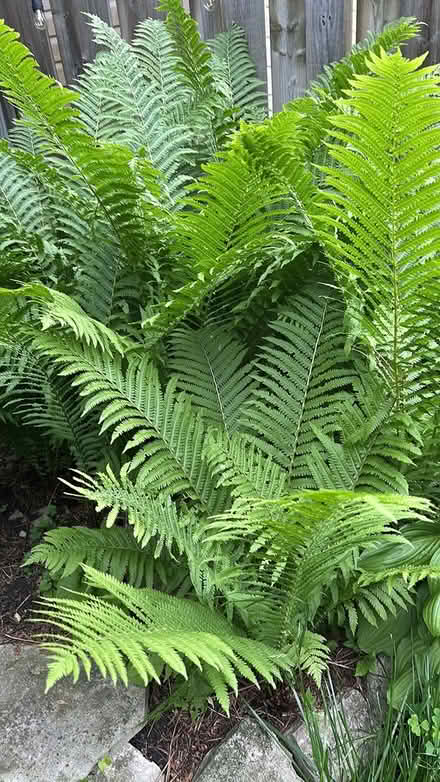 Photo of free Perennials (Elmvale Acres) #3
