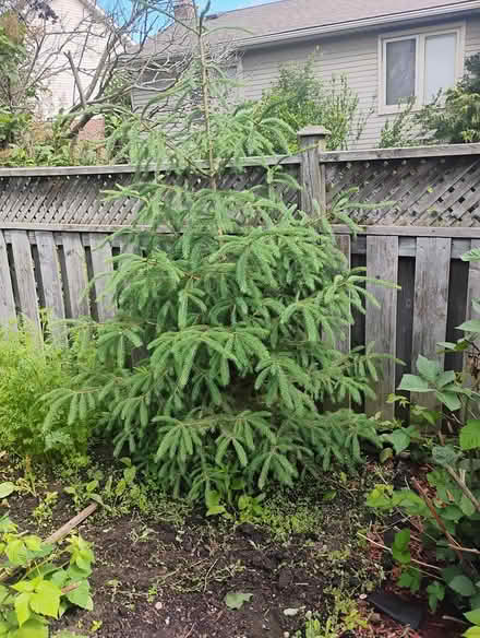 Photo of free White pine tree, Westvale, Waterloo (Westvale, Waterloo) #1