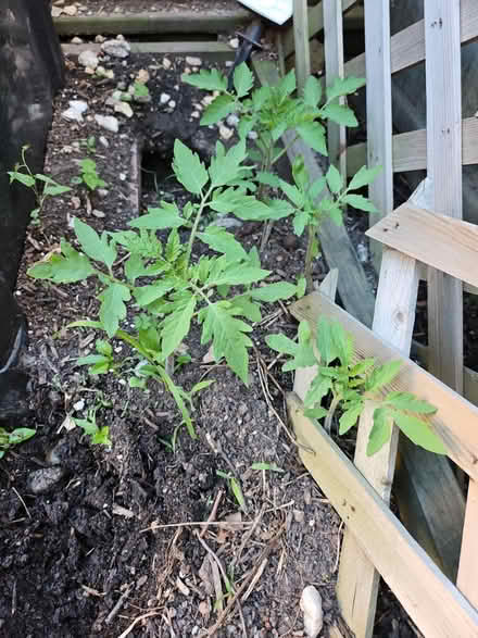 Photo of free Tomato Plants (Dunning, Chicago) #2