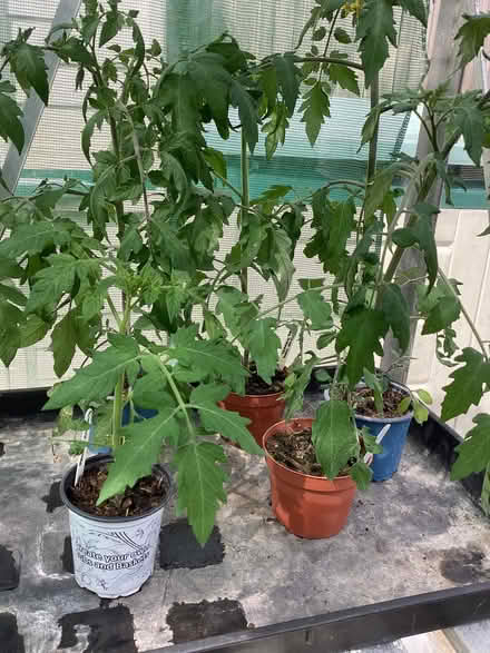 Photo of free Tomato plants (Barnet, Stirling Corner WD6) #1