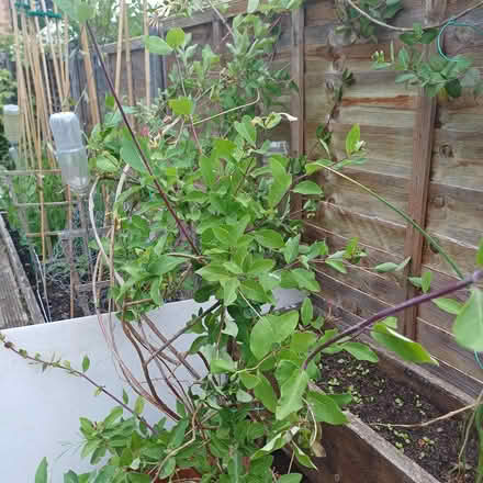 Photo of free Honeysuckle plant (Wyke BD12) #1