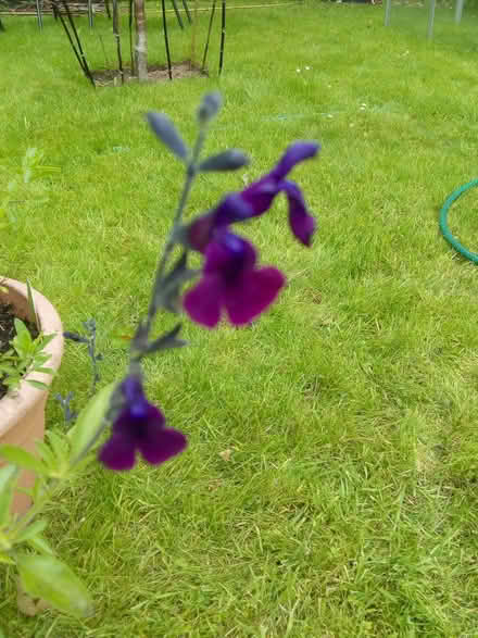 Photo of free Leggy salvia plants (Taverham NR8) #3