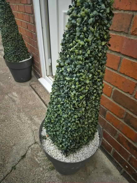 Photo of free Fake tress (Ashington (NE63)) #2