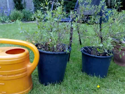 Photo of free Leggy salvia plants (Taverham NR8) #2