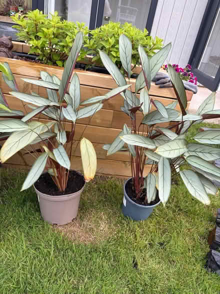 Photo of free 2 Prayer plants (Burgess Hill RH15) #1