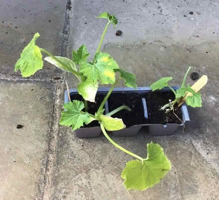 Photo of free yellow courgette plants (Cookham SL6) #1