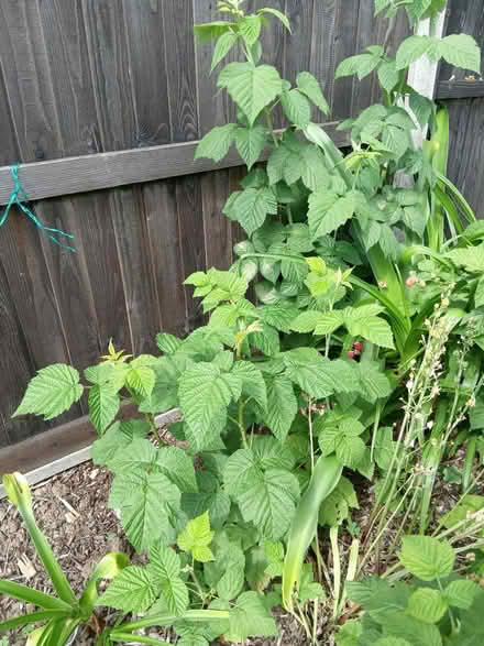 Photo of free New raspberry canes (Burnham) #1